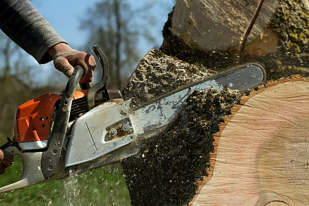 How Our Tree Care Process Works  in  Warren, MN